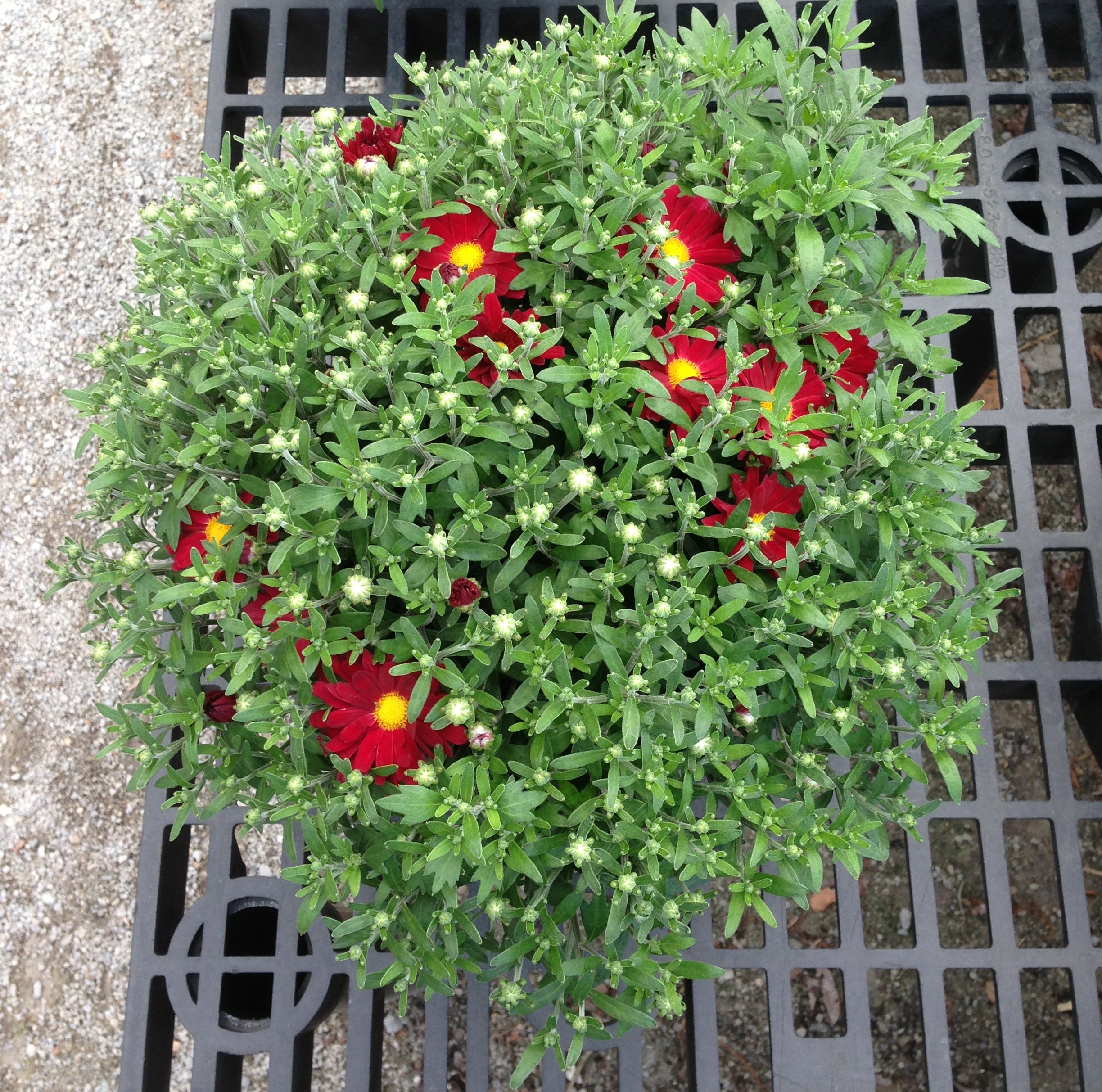 Top-down view of a potted garden mum on a black mesh bench, crowded with unopened buds and a few open red flowers with yellow centers.